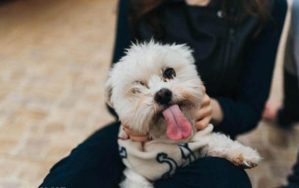 买狗狗的时候需要注意什么