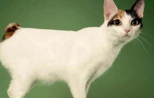 猫咪吃猫草会吐吗?
