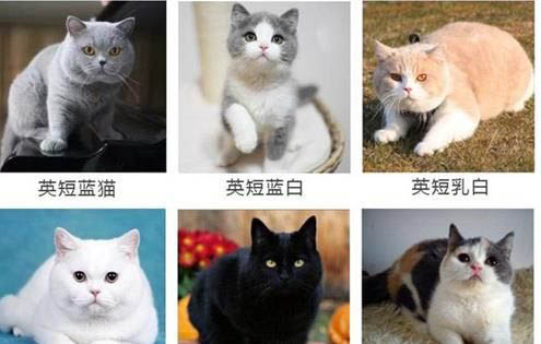英短蓝白黑鼻子正常吗?
