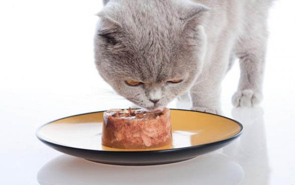 猫咪胰腺炎输液后 吃东西不吐了