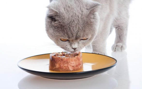 猫咪频繁蹲猫砂一定是便秘吗怎么办