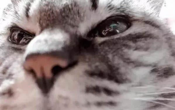 小猫几个月才算成年猫