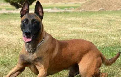 荷兰牧羊犬和马犬哪个好