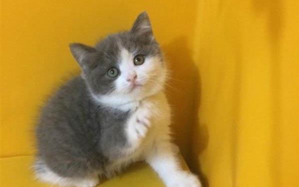 把猫咪做绝育有什么好处