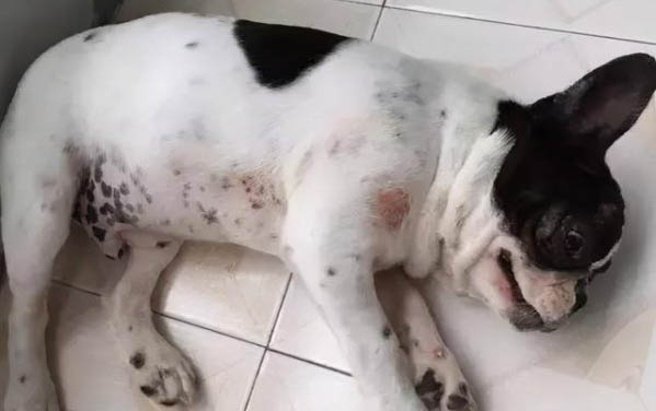 狗狗为什么会咬人