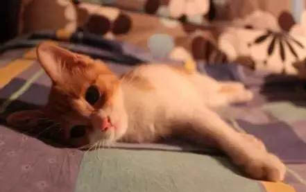 小猫一天睡多久?