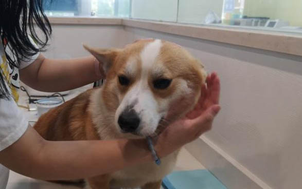为什么狗狗便血要禁食禁水呢