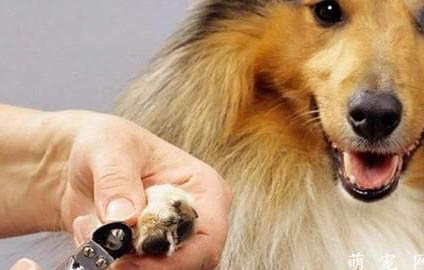 七招教会你帮助狗狗健康成长
