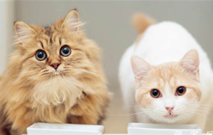 6个月的猫有多大图片