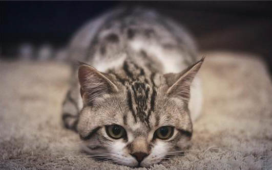 猫咪眼圈发红流眼泪怎么回事啊