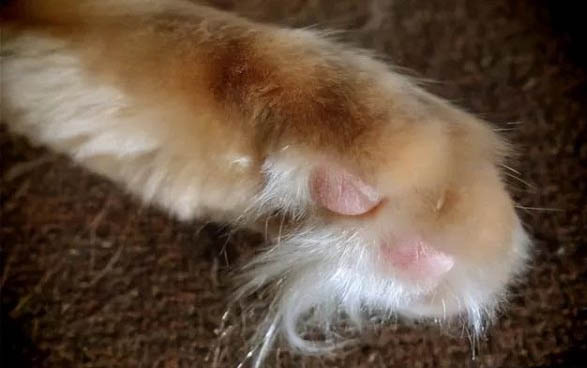 猫为什么喜欢舔手