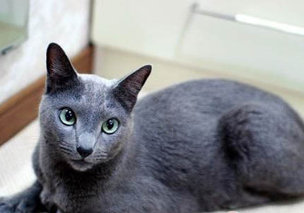 俄罗斯蓝猫脱毛严重的原因及处理方法