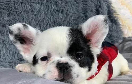 狗狗一直舔鼻子咽口水