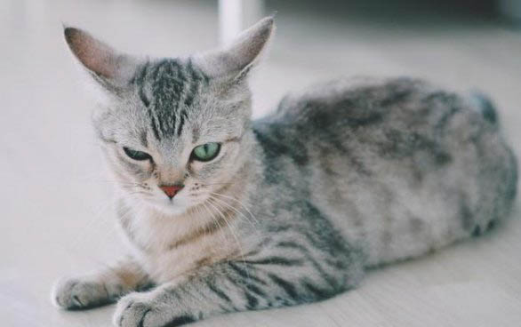 猫咪脱臼能用手压回去吗