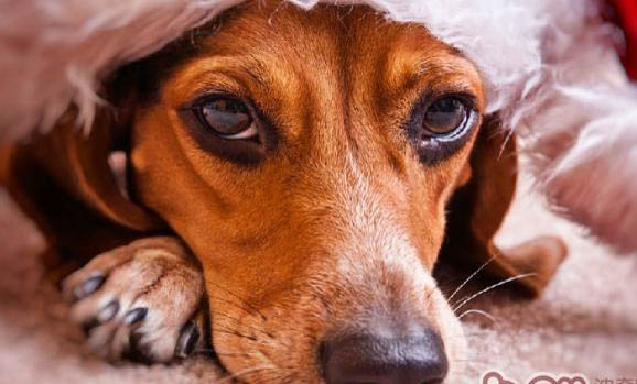 狗狗拉稀可以吃土霉素吗？