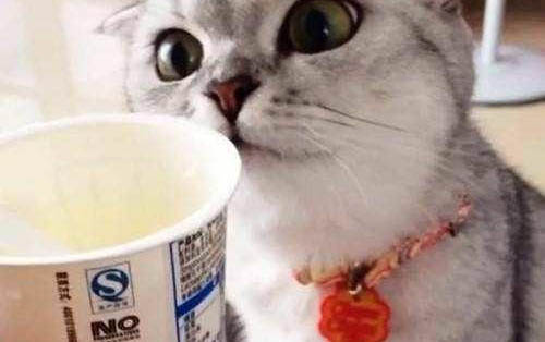 小猫总是蹭人,原因何在?