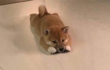 小狗狗能不能吃西瓜呢?