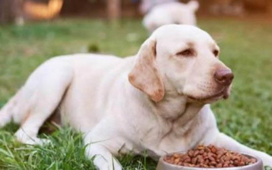 边牧多久可以吃成犬粮食了