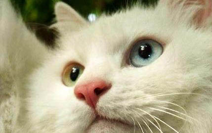 猫瘟用什么药提高白细胞？