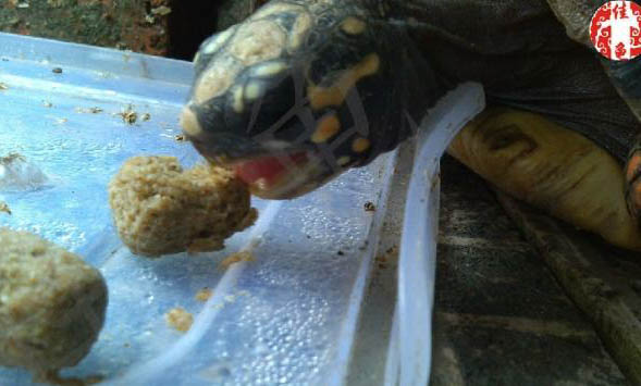 缅甸陆龟多久喂一次