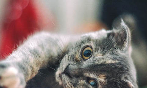 猫能不能吃熟龙虾