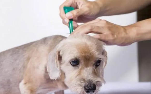 狗狗美容五招三注意爱犬冬季更出众