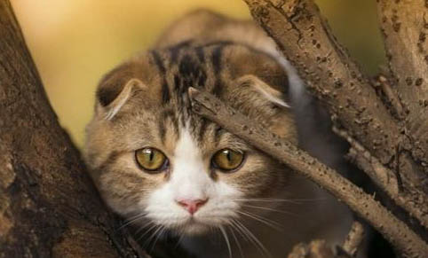 猫到了新环境一直叫是为什么