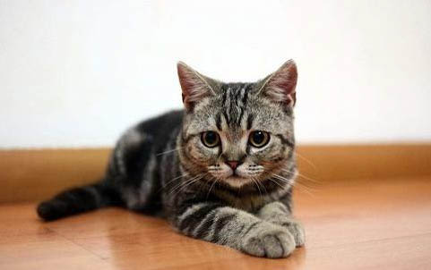 小猫为什么会发抖？