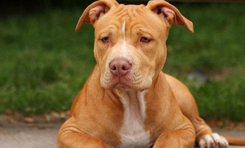比特犬和藏獒哪个厉害?