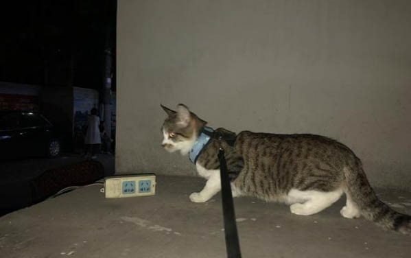 猫咪吃了发霉的东西会有事么?