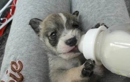 得了犬瘟的狗能活多久