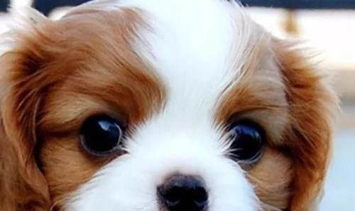 田野小猎犬寿命