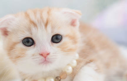 猫咪生产一般需要几个小时