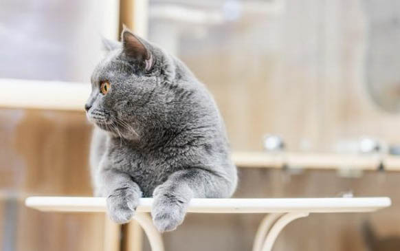 猫咪的眼睛为什么会变大变小?