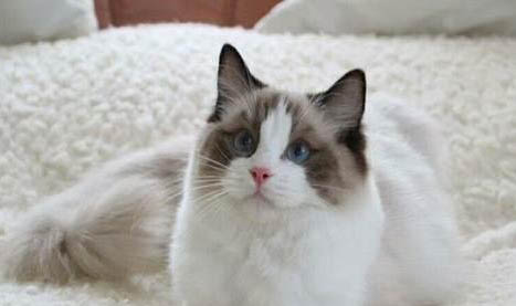 猫咪的胡须可以剪吗?