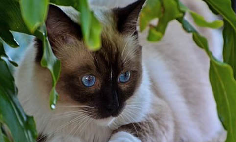 暹罗猫有几种颜色
