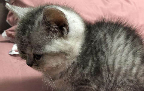 猫怀孕胎死腹中有哪些表现啊？