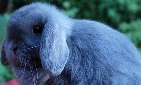 兔子会掉毛吗