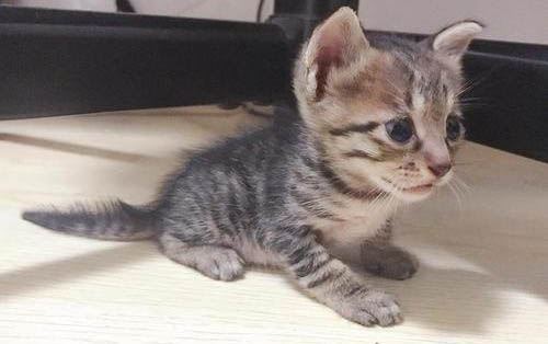 小猫能喝热水吗?