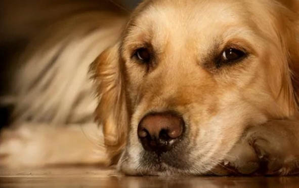 犬瘟热晚期的症状有哪些