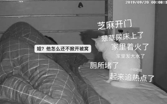 小猫突然变得暴躁还乱咬
