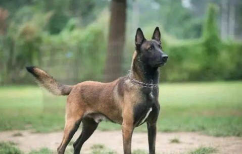 马犬可以打猎吗