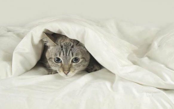 请问猫咪呕吐的原因及处理方法?