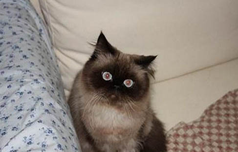 喜马拉雅猫太瘦了，可能的原因及处理方法