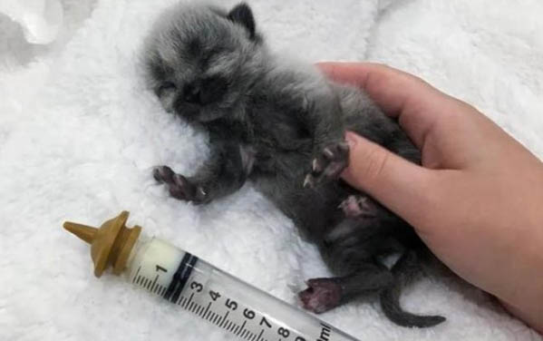 小猫呛奶的表现