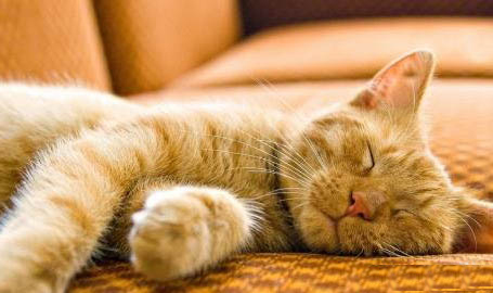 猫咪大量喝水大量排尿说明什么