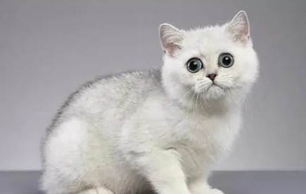 适合新手饲养的猫咪有哪些