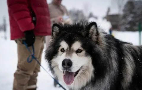 阿拉斯加犬口臭怎样办