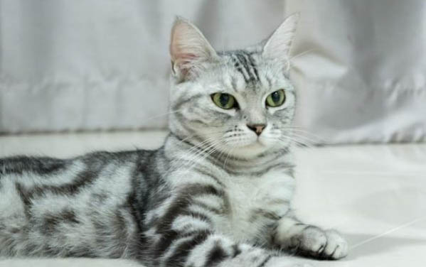 小猫咪打喷嚏会传染给人吗