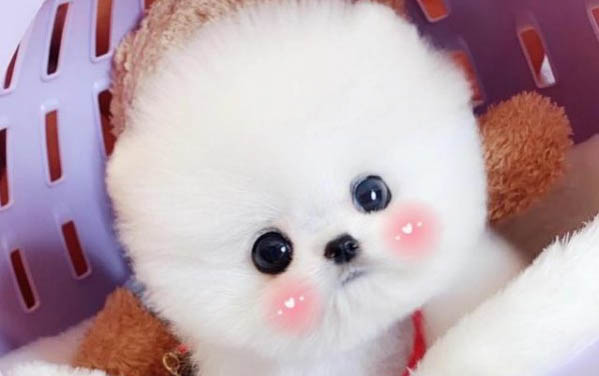 笼养幼犬多久回来